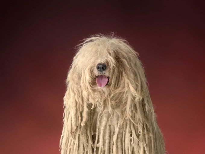 foto Perro Komondor