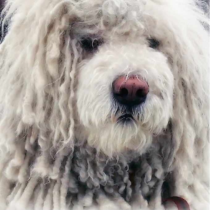 foto Perro Komondor