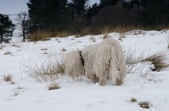 foto Perro Komondor