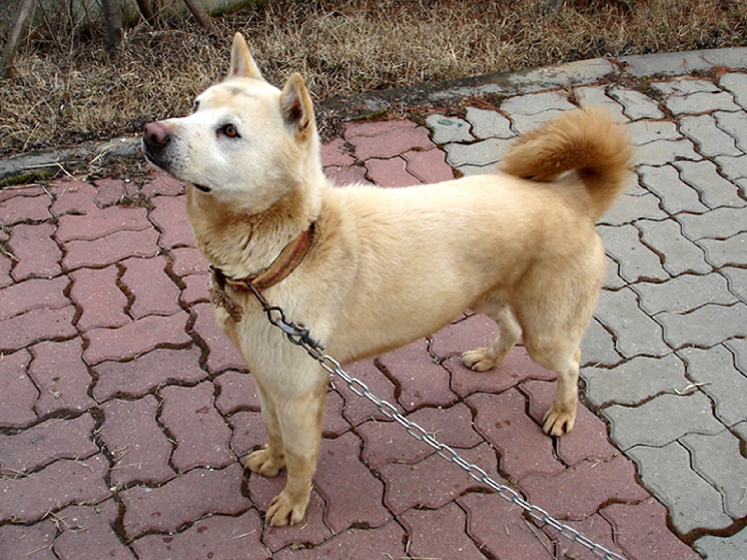foto Perro Jindo Coreano