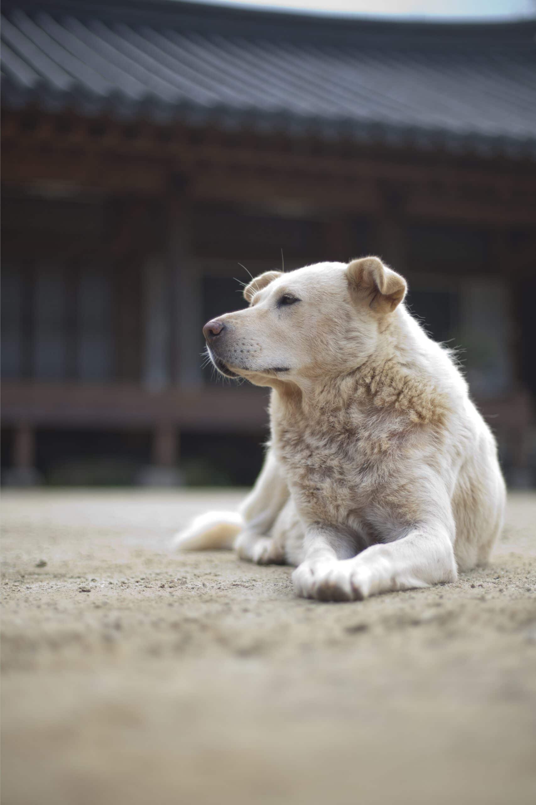 foto Perro Jindo Coreano