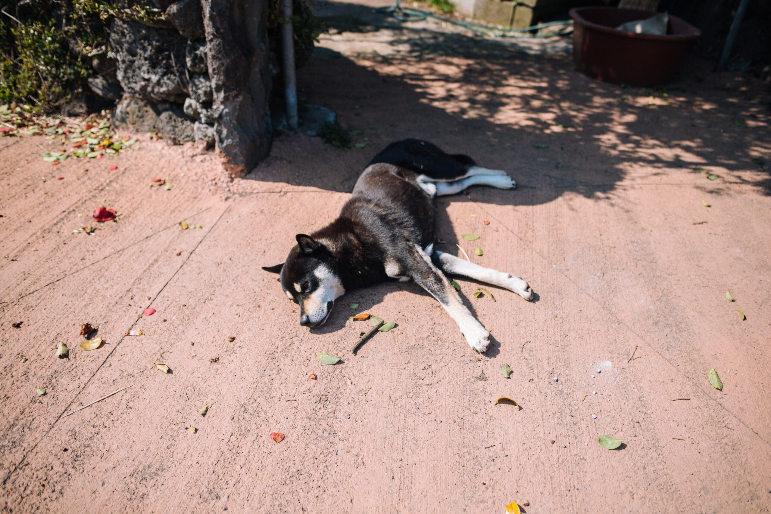 foto Perro Jindo Coreano