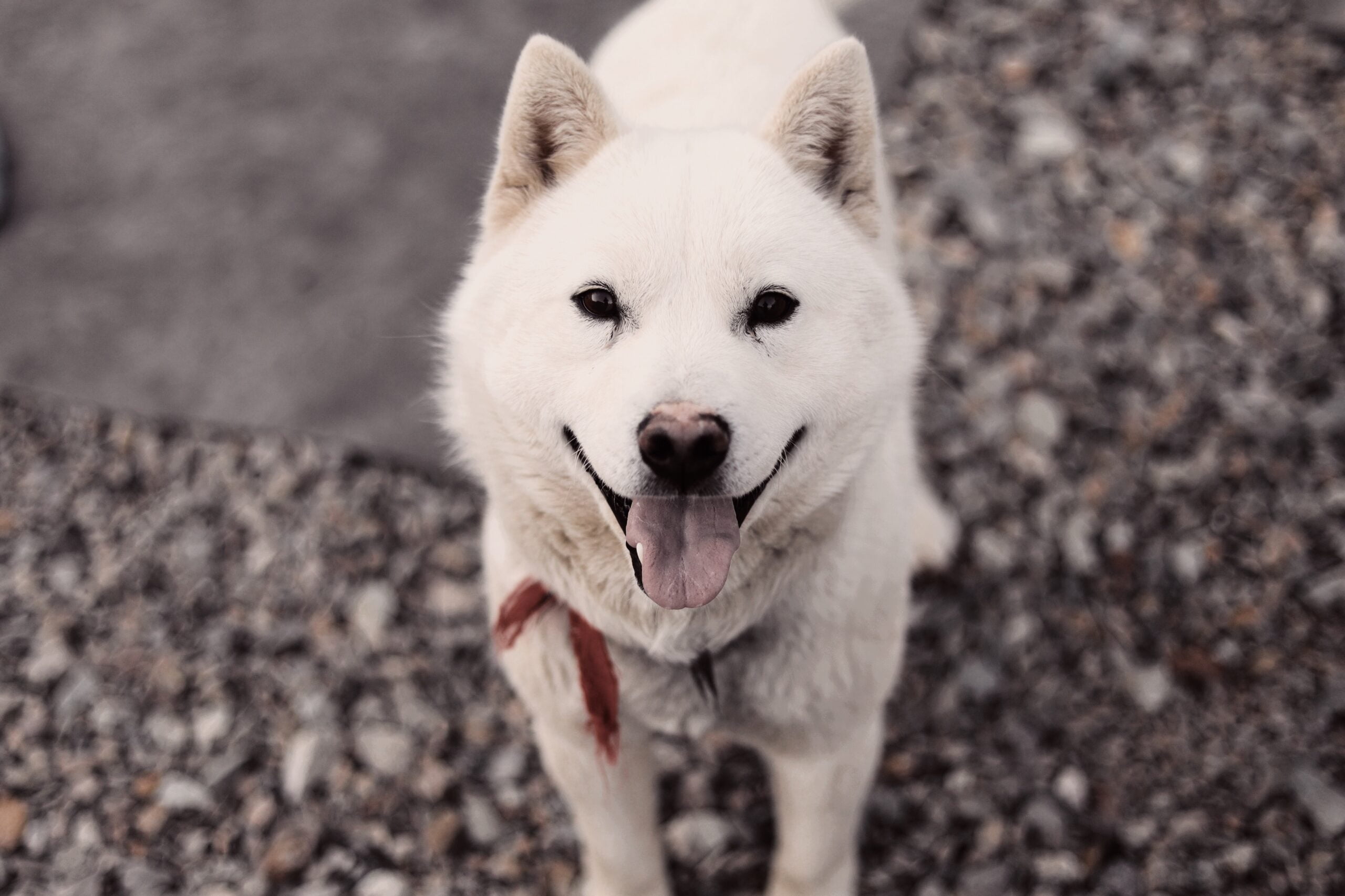 foto Perro Jindo Coreano