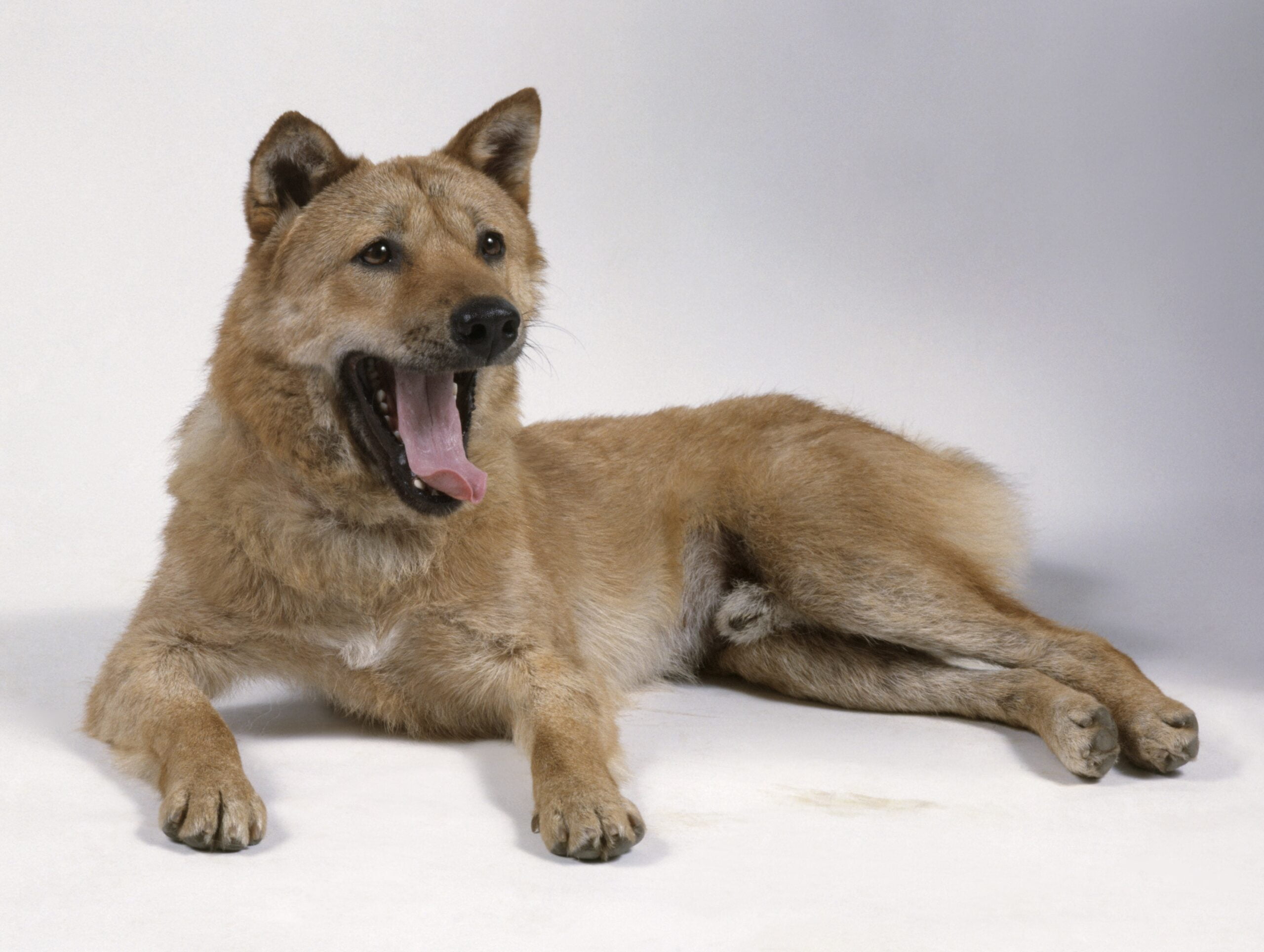 foto Perro Jindo Coreano