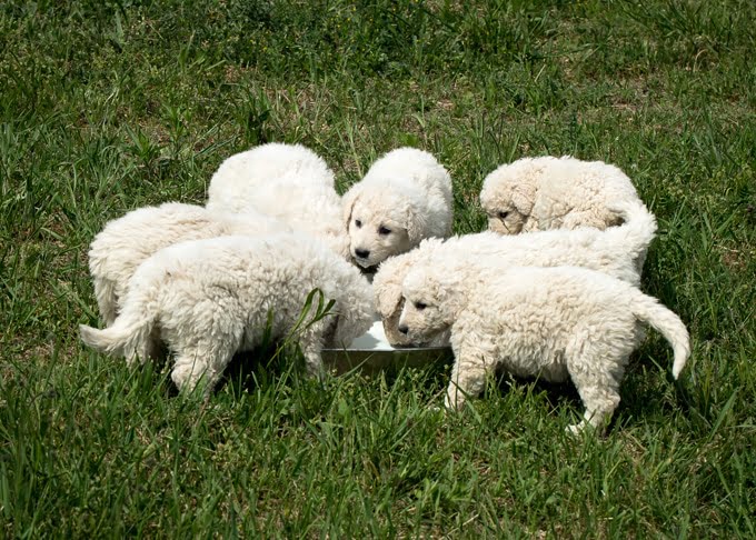 foto Perro Kuvasz