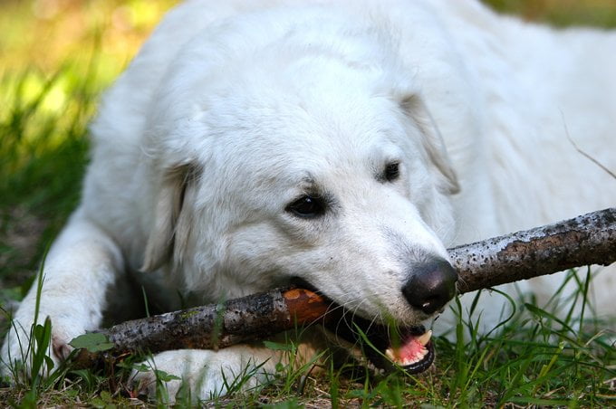 foto Perro Kuvasz