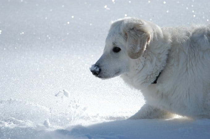 foto Perro Kuvasz