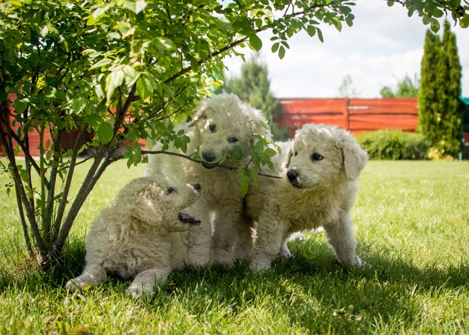 foto Perro Kuvasz