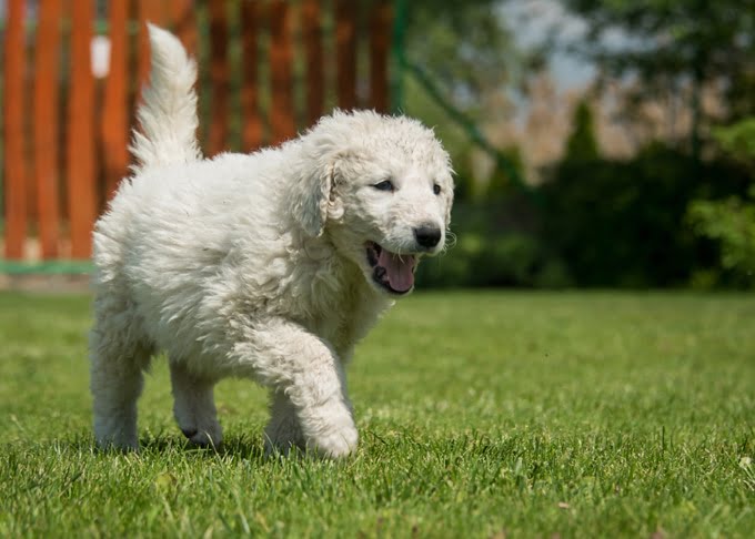 foto Perro Kuvasz