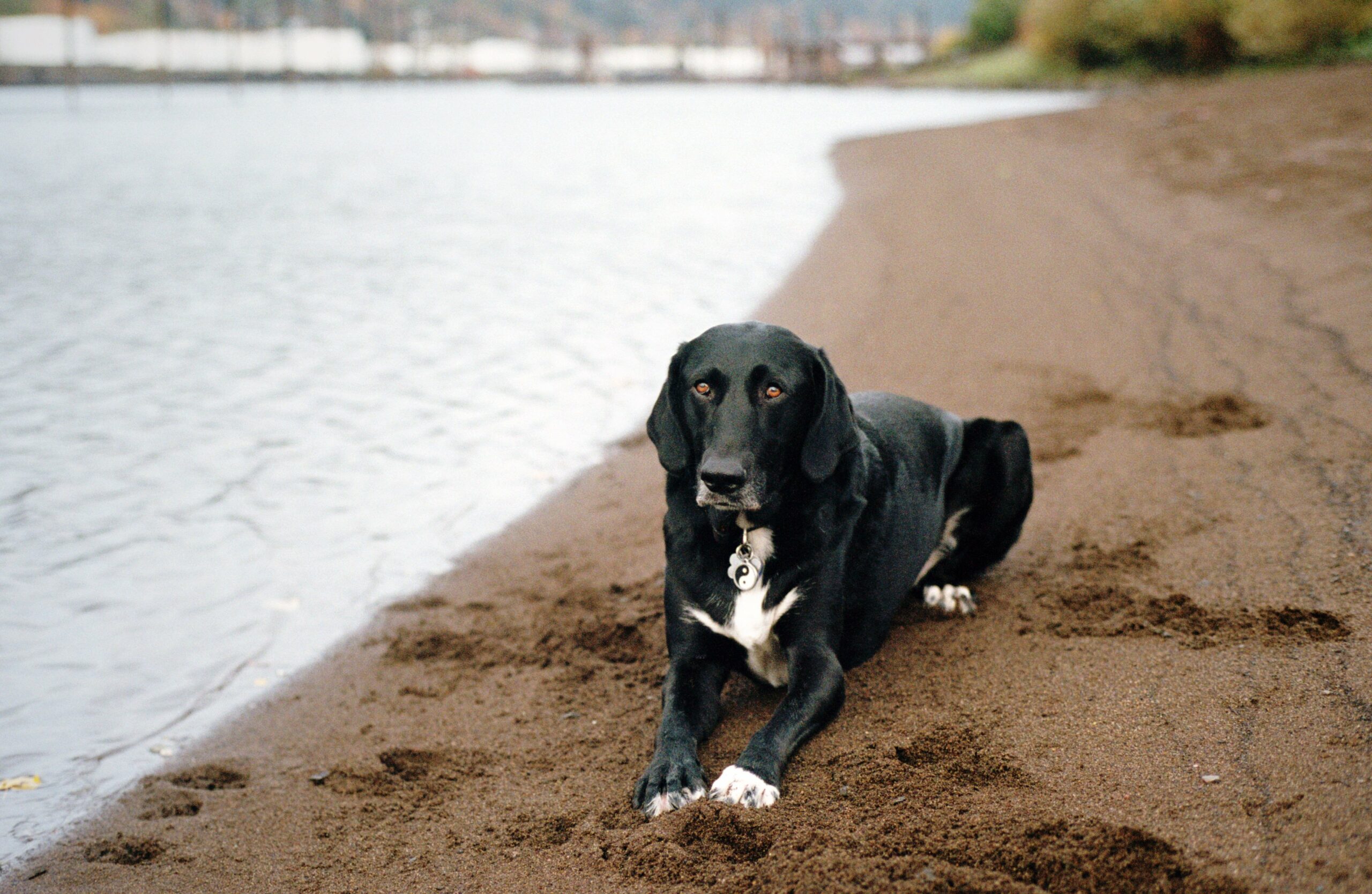 foto Perro mixto labrador