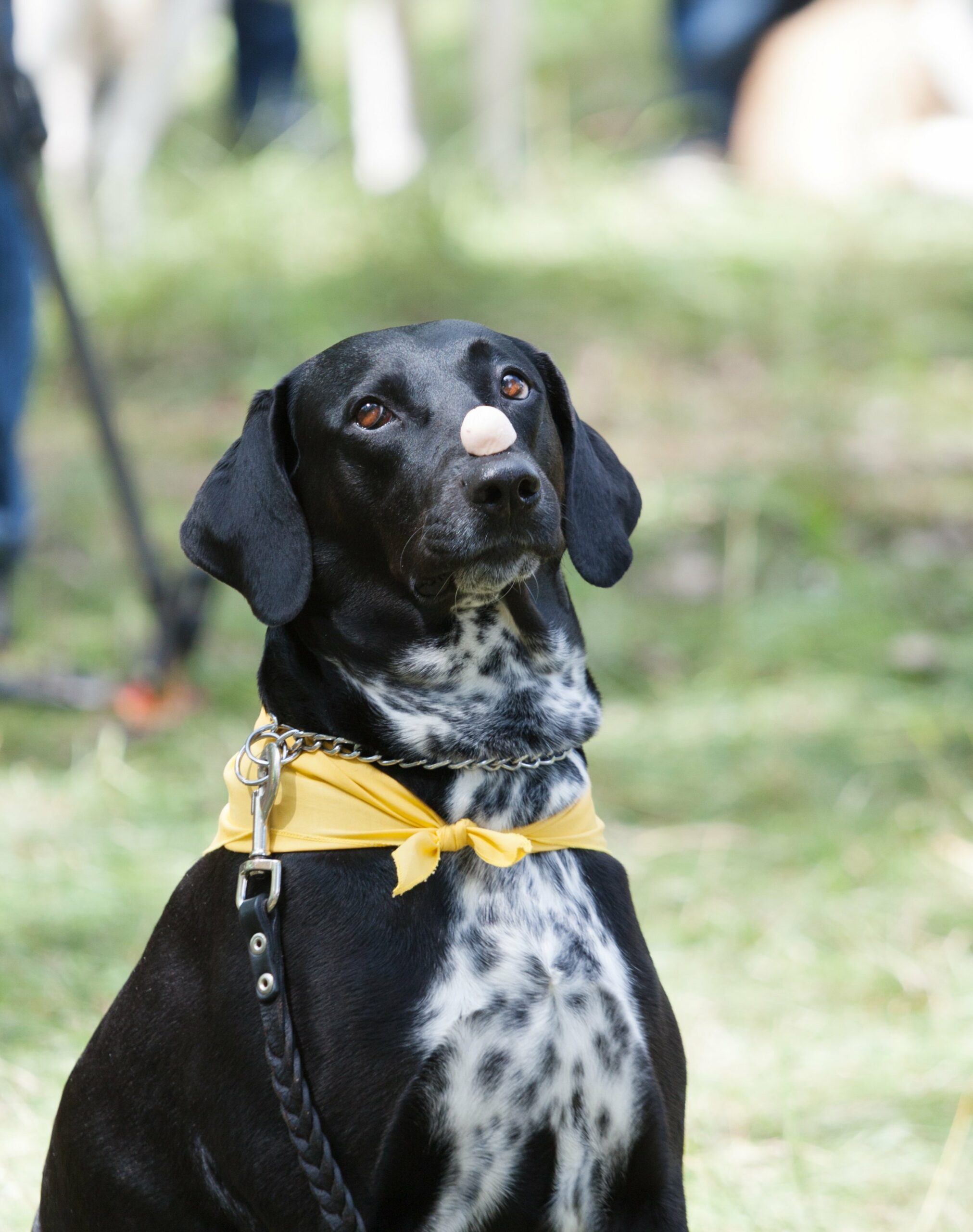 foto Perro mixto labrador