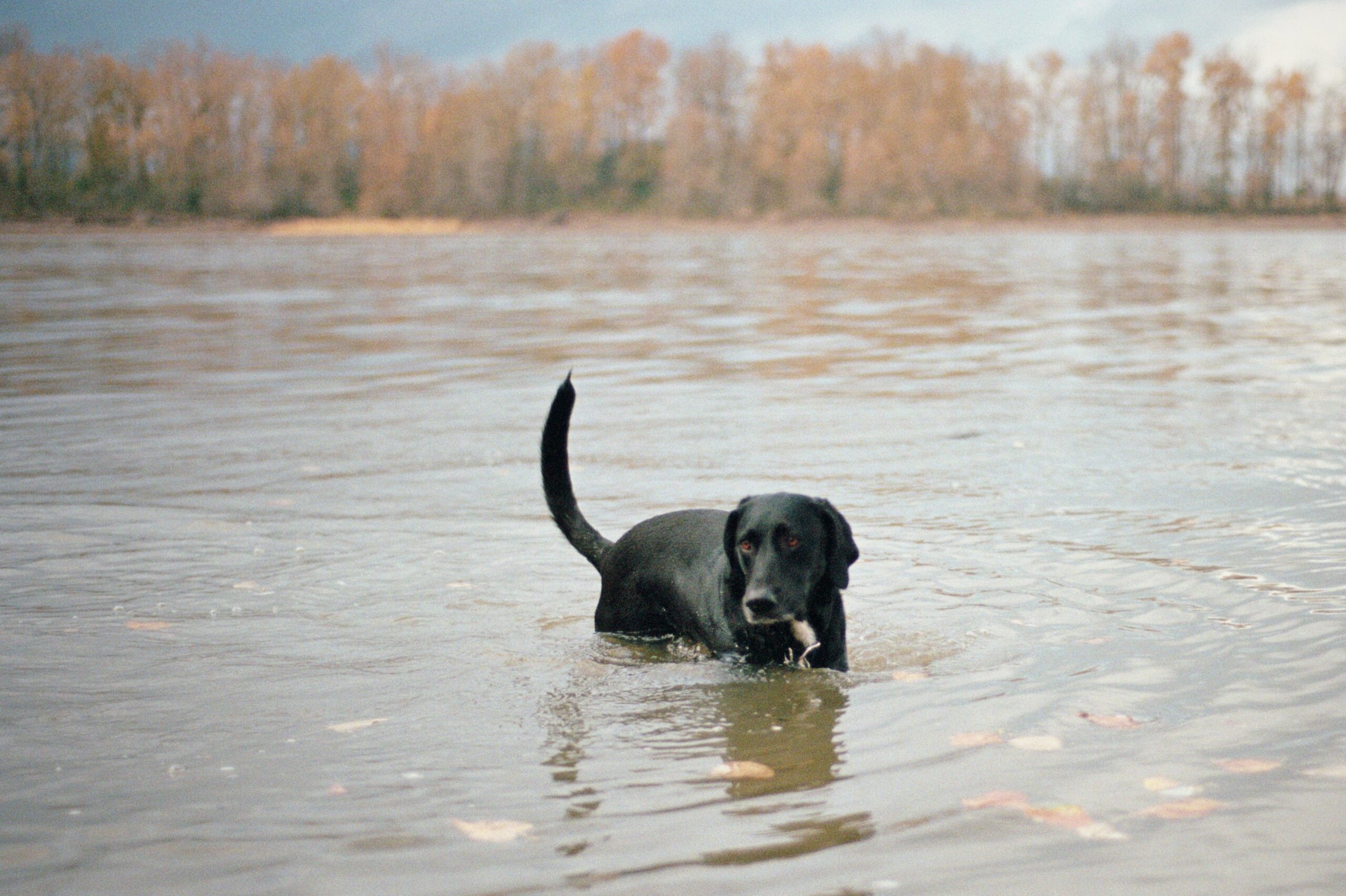 foto Perro mixto labrador