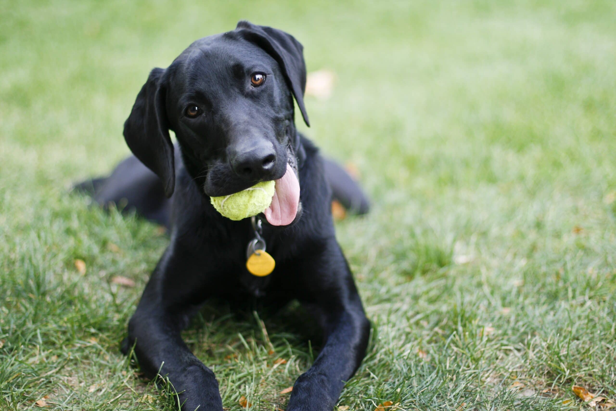 foto Labmaraner Perro Mixto