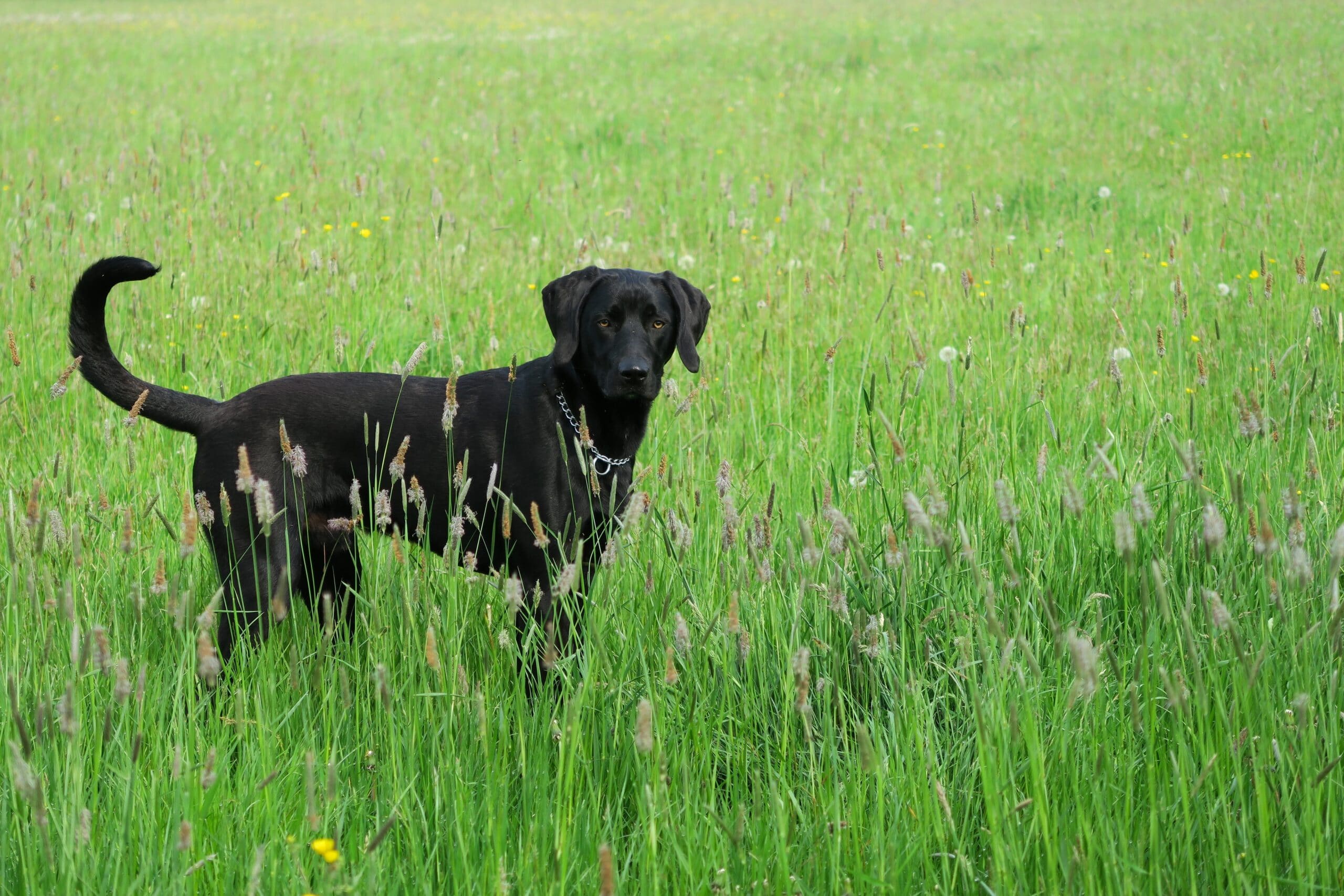 foto Labmaraner Perro Mixto