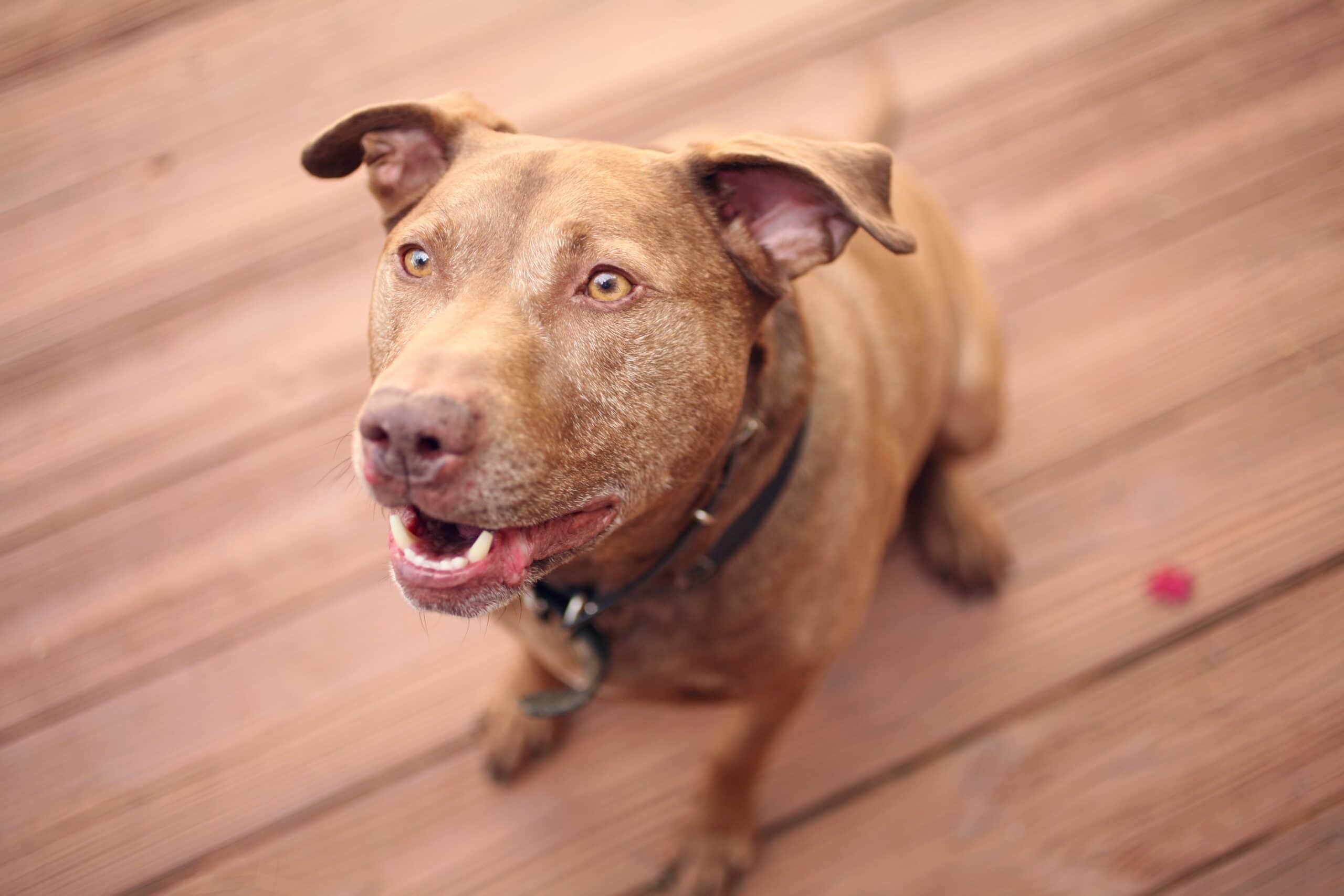 foto Labrabull Perro Mixto