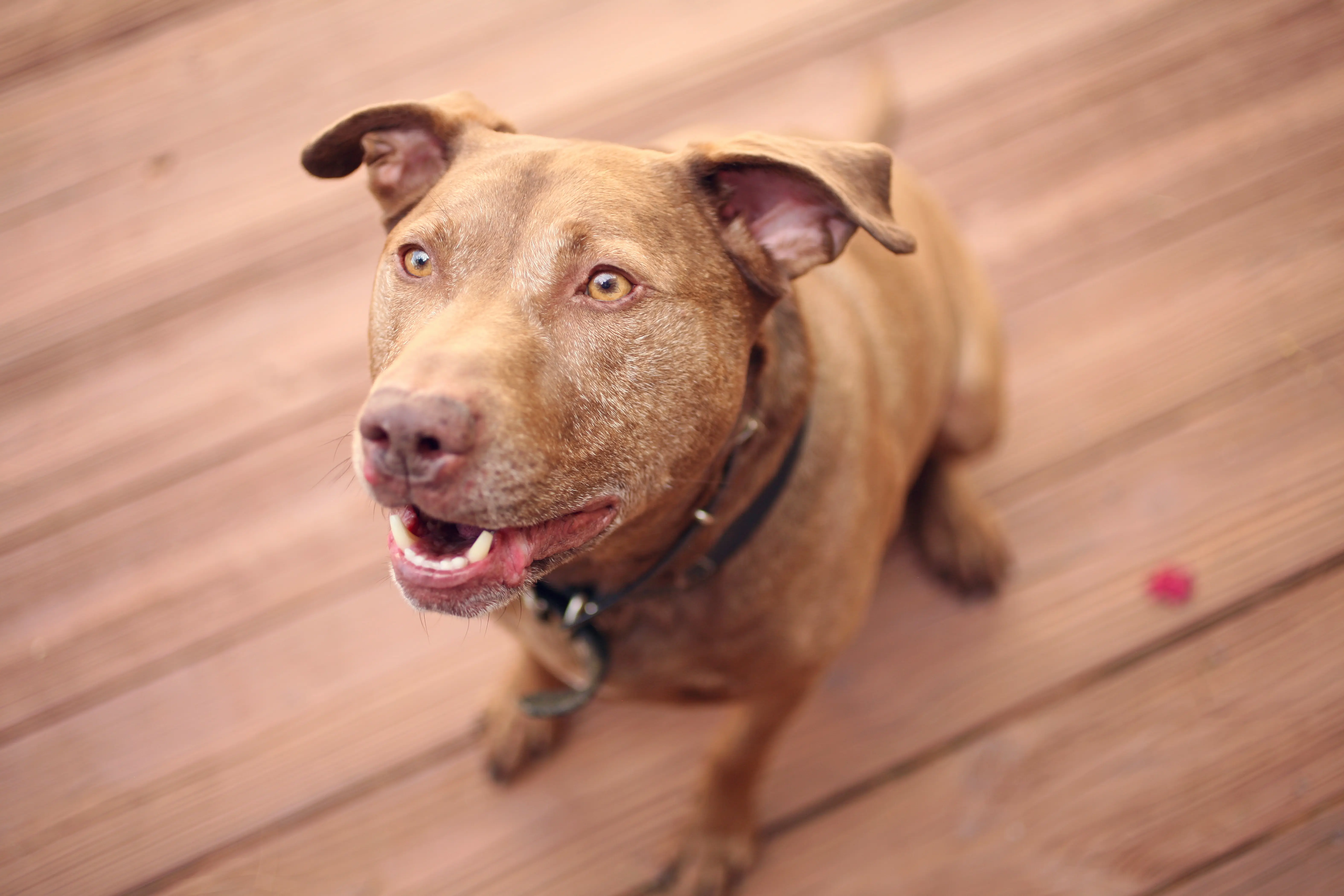 foto Labrabull Perro Mixto