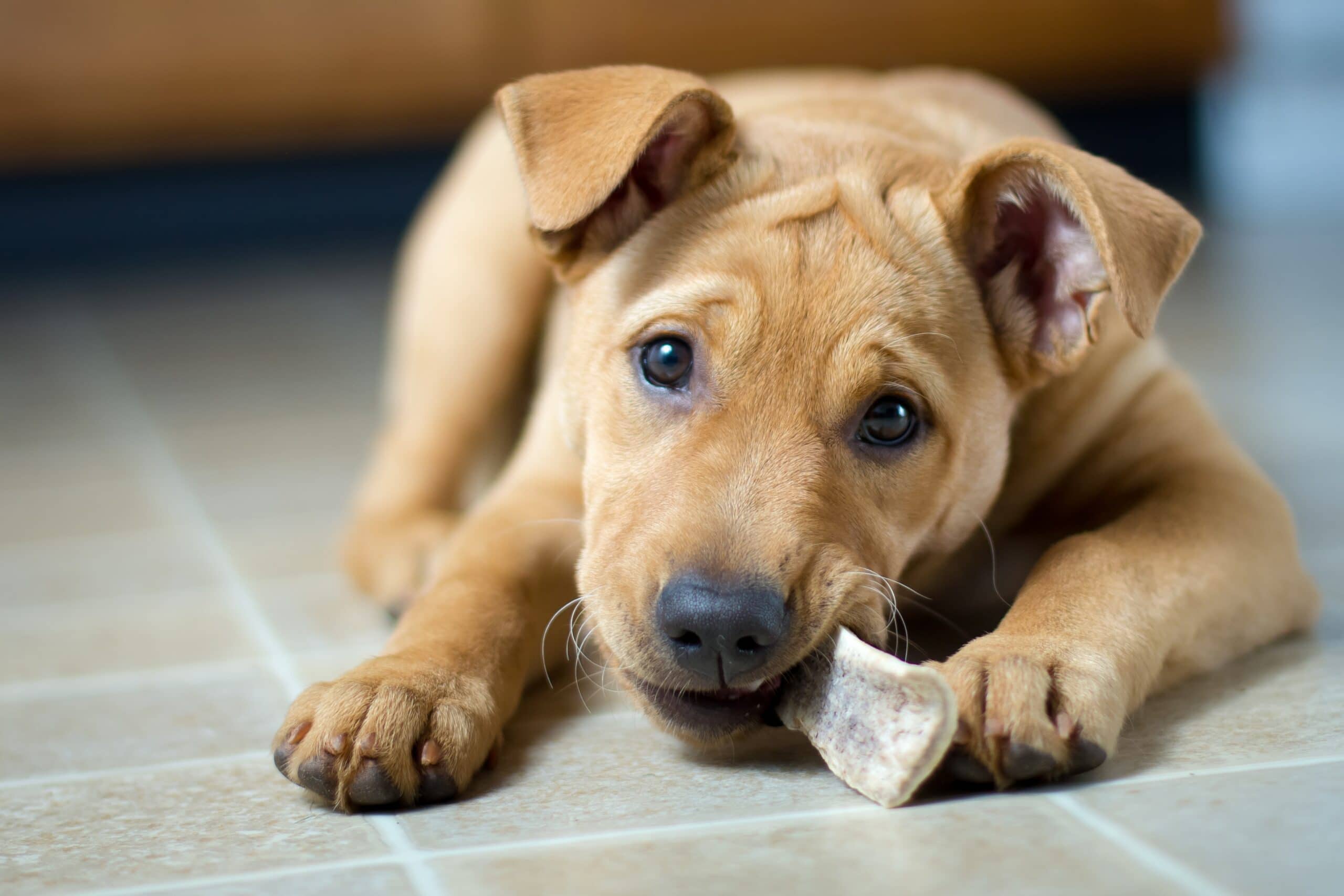 foto Labrabull Perro Mixto