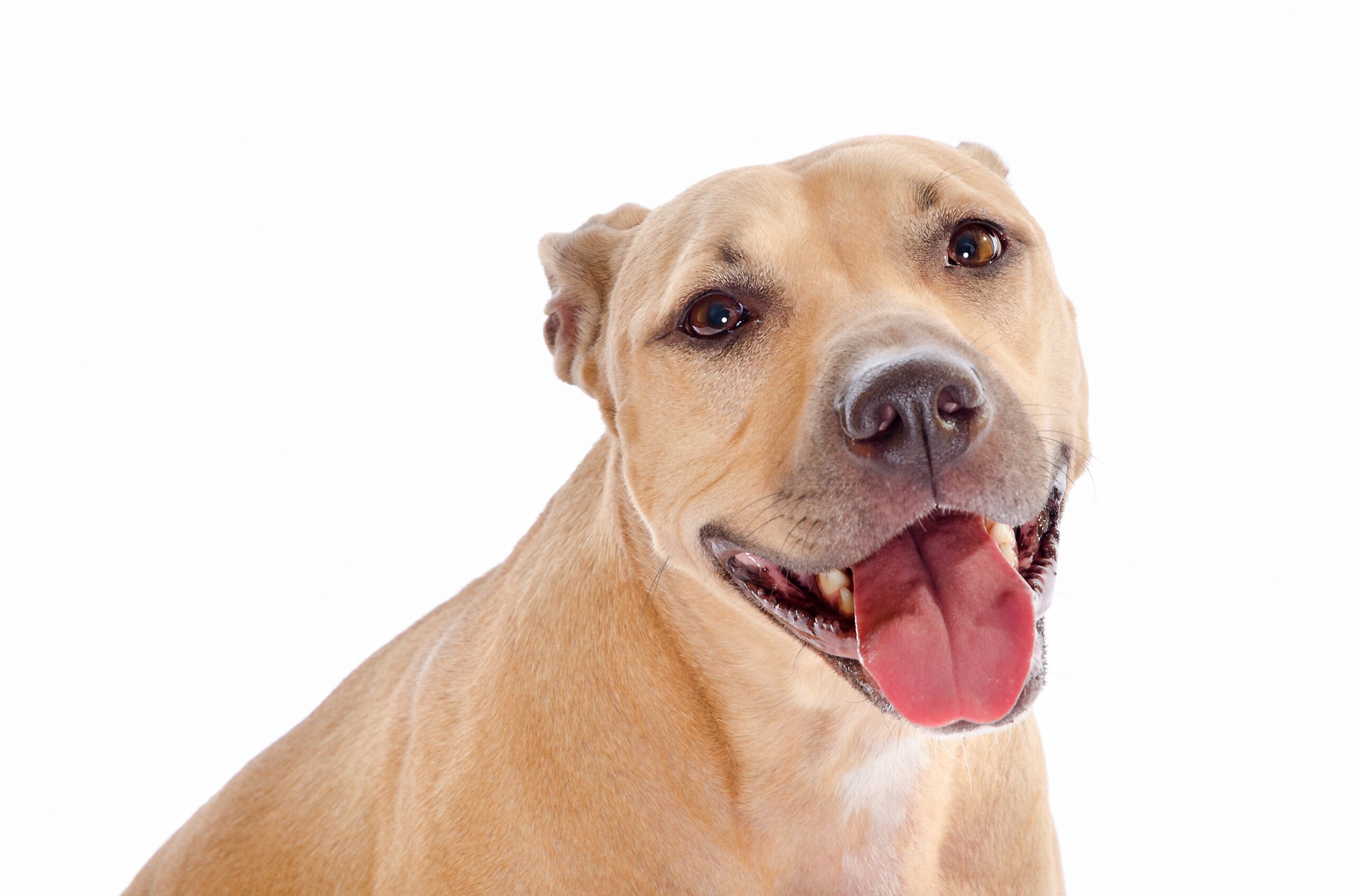 foto Labrabull Perro Mixto