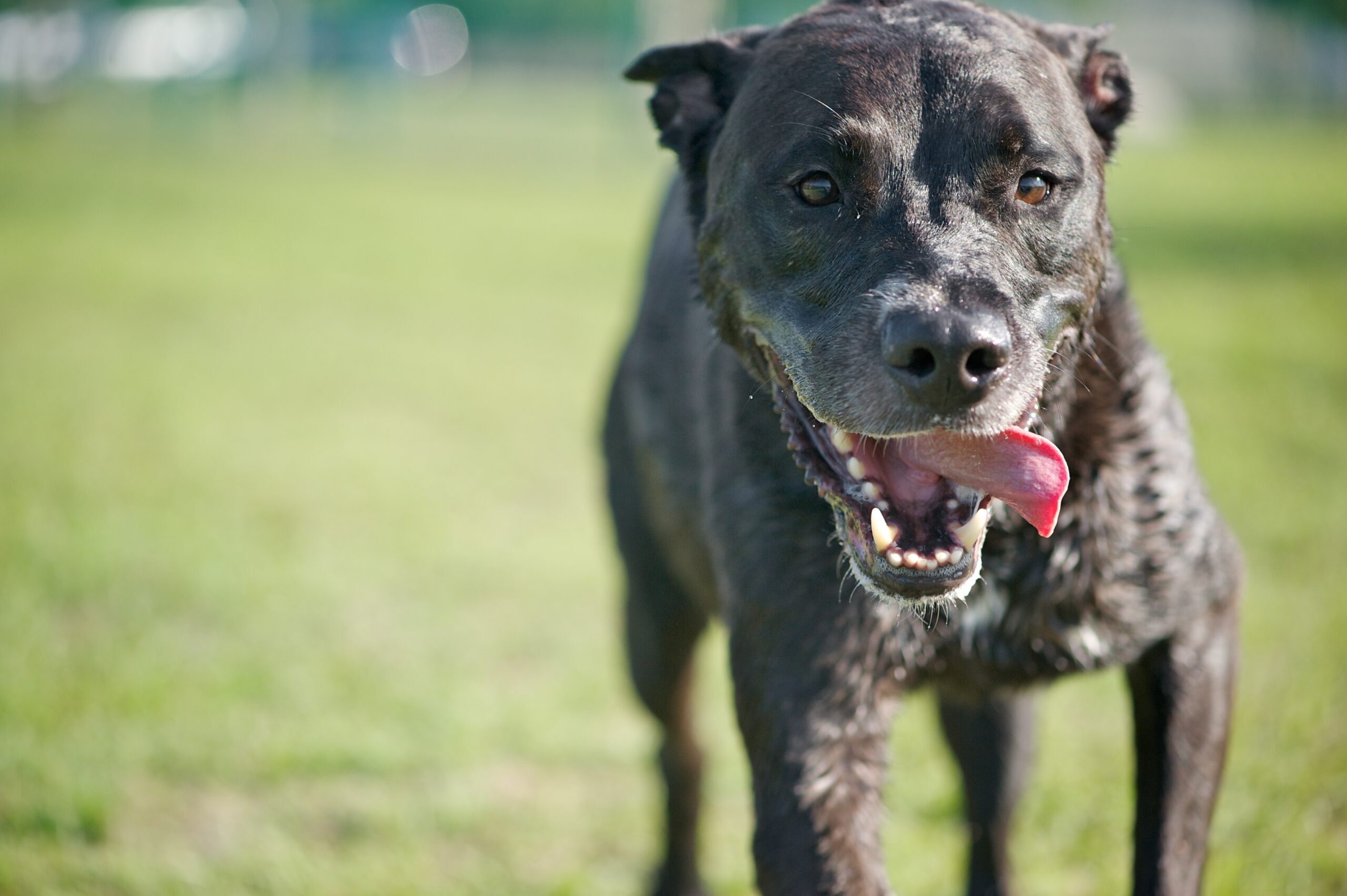 foto Labrabull Perro Mixto