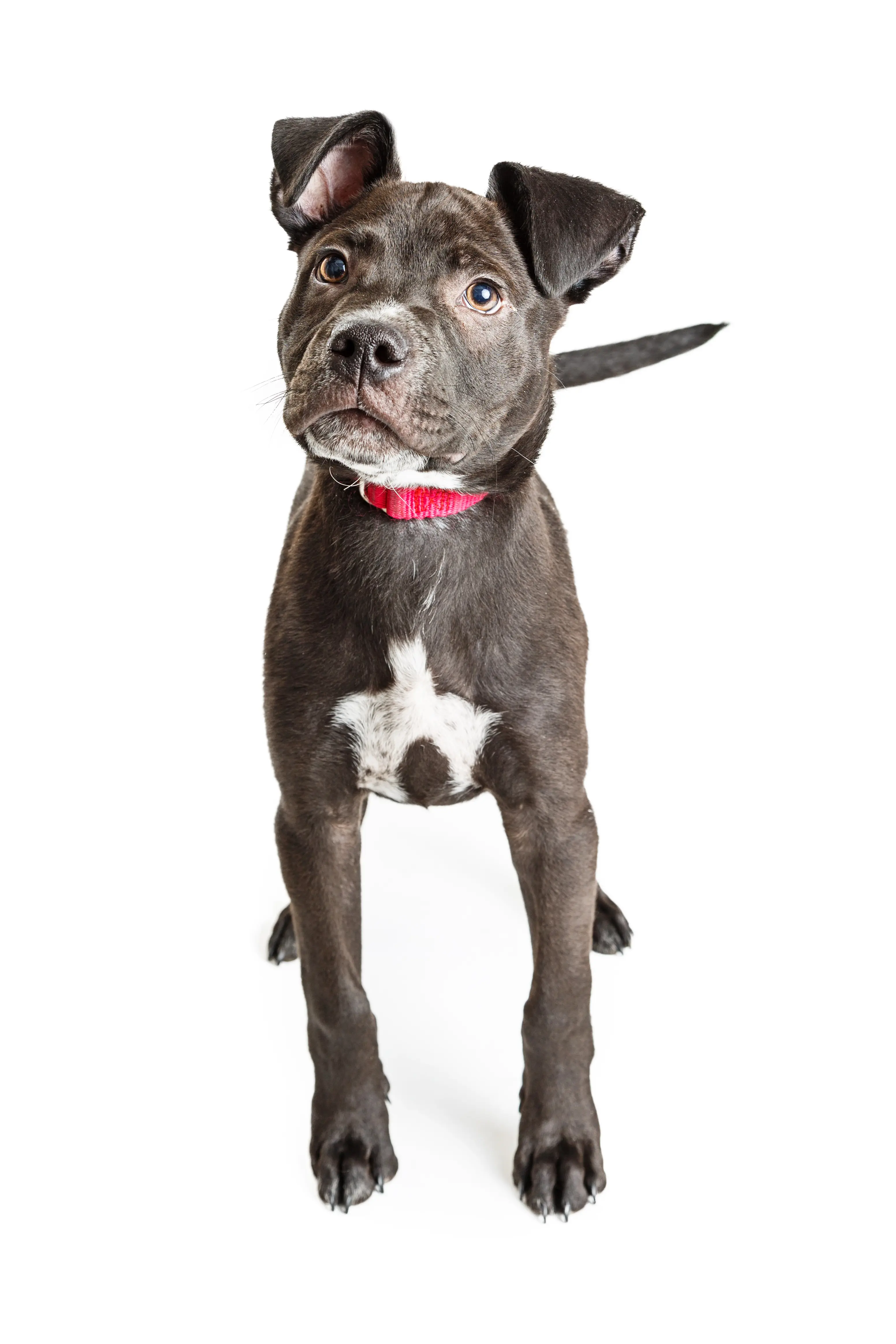 foto Labrabull Perro Mixto