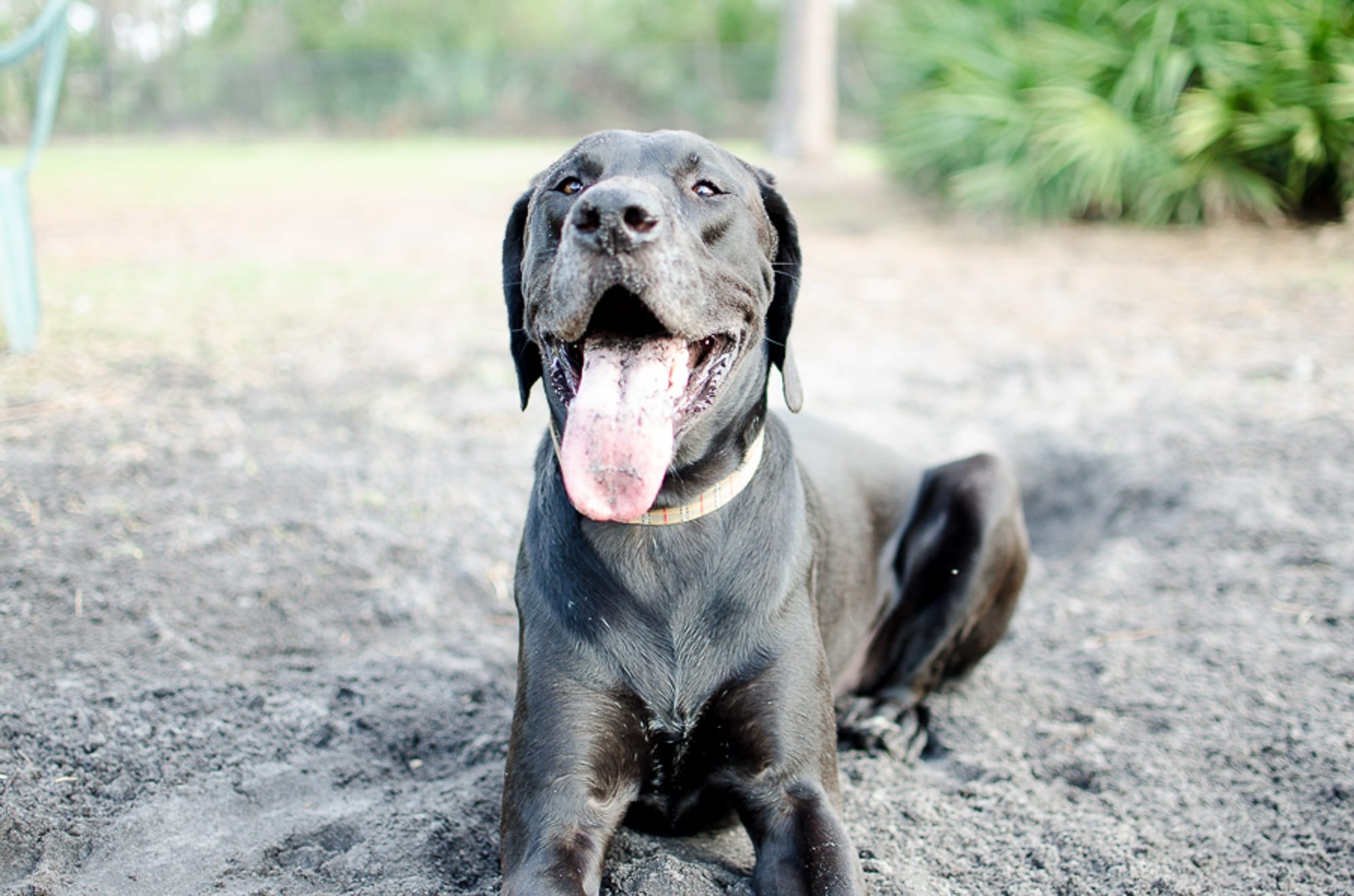 foto Labradano Perro Mixto