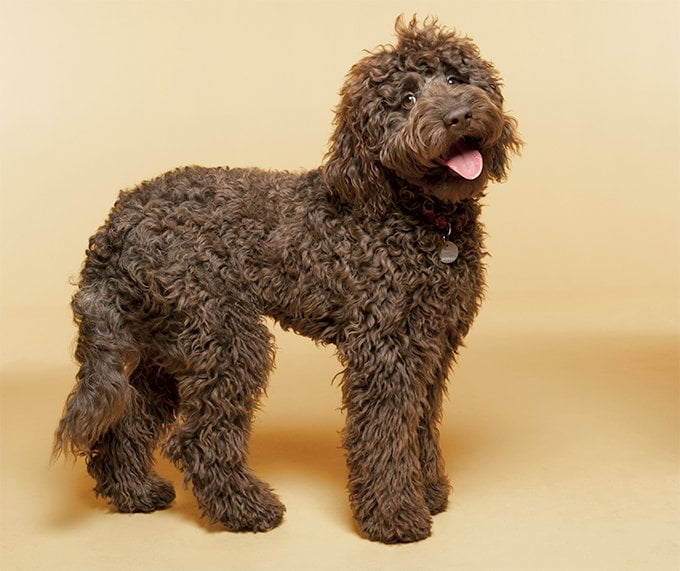 foto Labradoodle Perro mixto