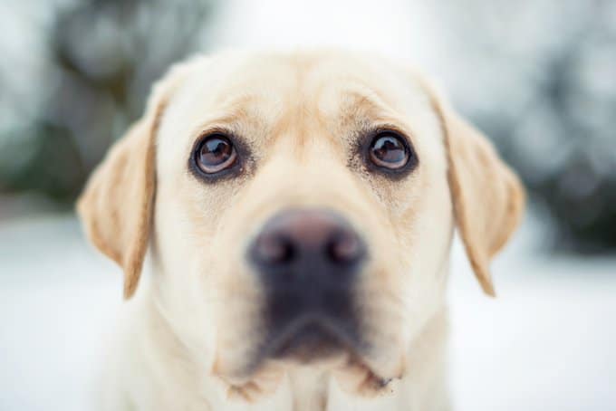 foto Perro Labrador Retriever