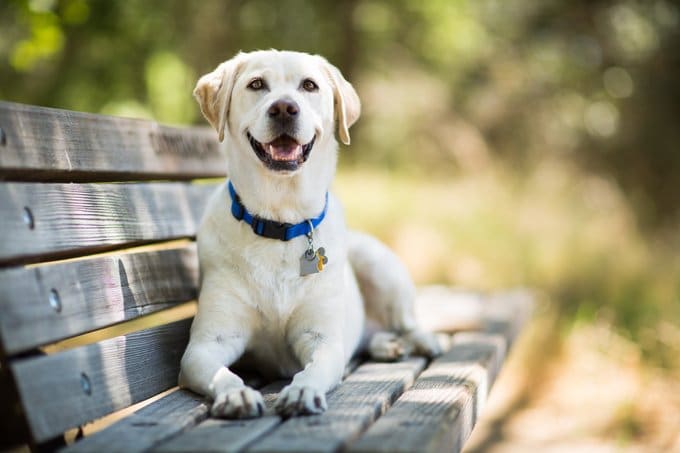 foto Perro Labrador Retriever