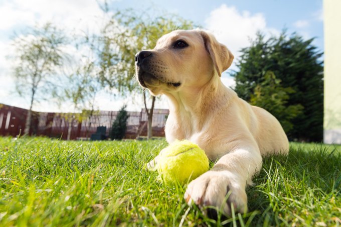 foto Perro Labrador Retriever