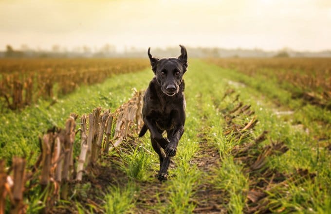 foto Perro Labrador Retriever