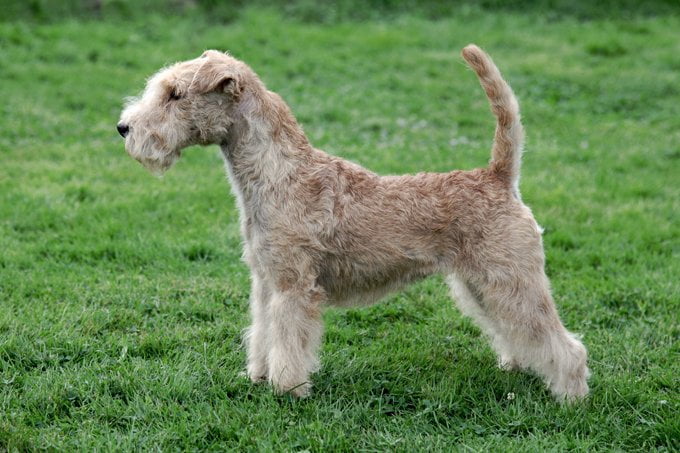 foto Perro Lakeland Terrier