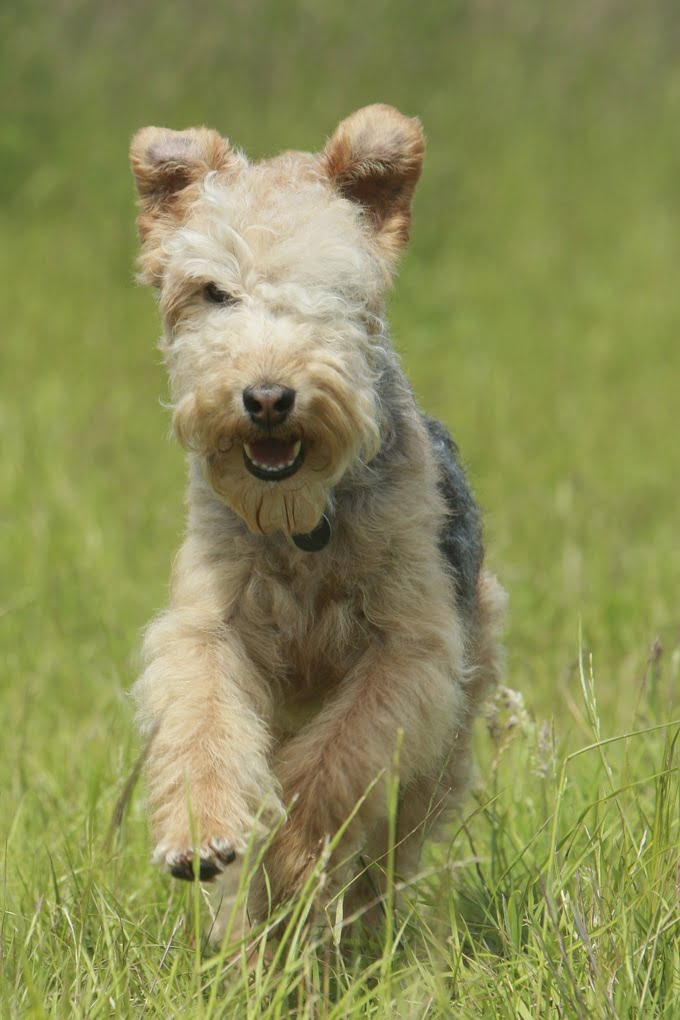 foto Perro Lakeland Terrier