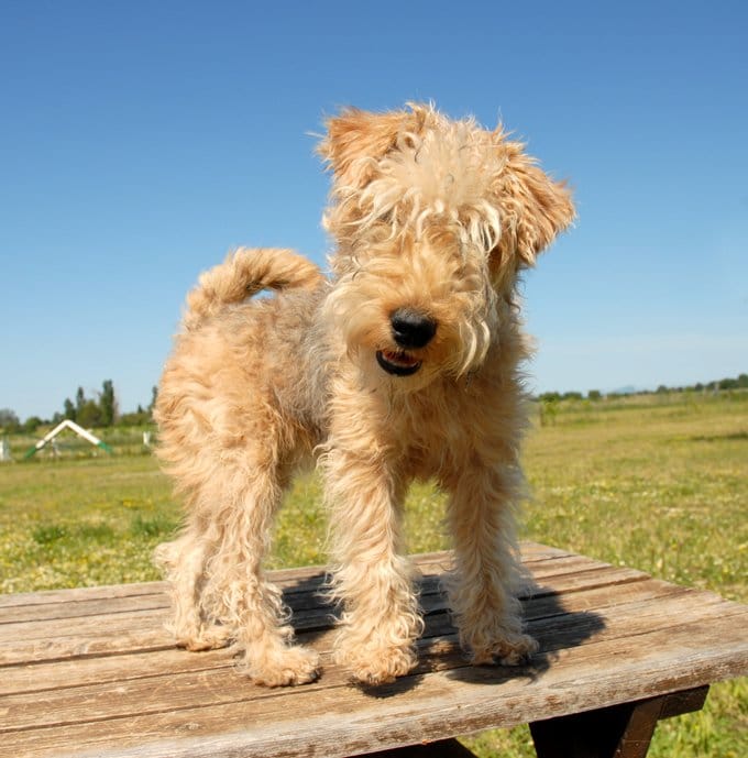 foto Perro Lakeland Terrier