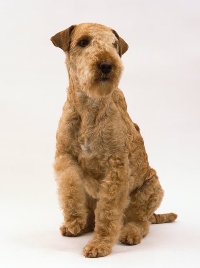 foto Perro Lakeland Terrier