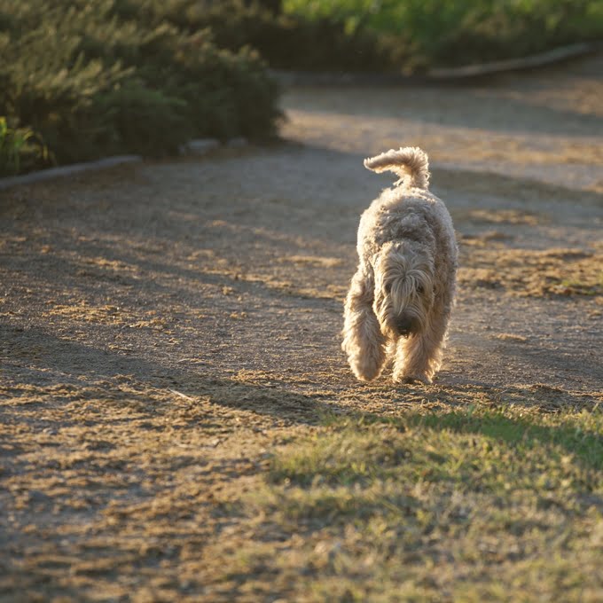 foto Perro Lakeland Terrier