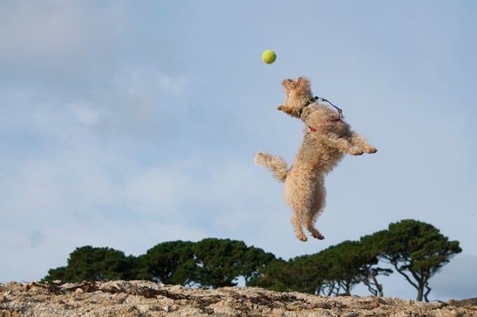 foto Perro Lakeland Terrier