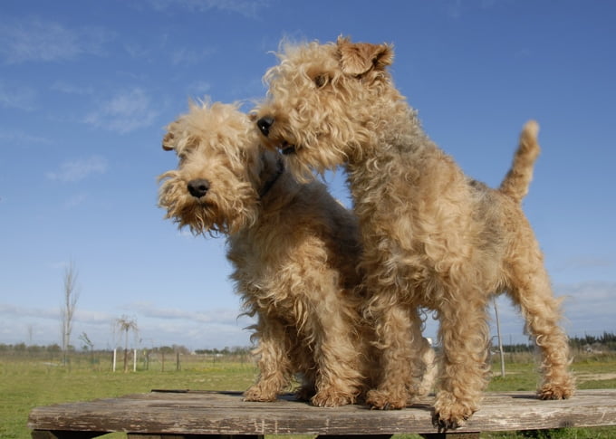 foto Perro Lakeland Terrier