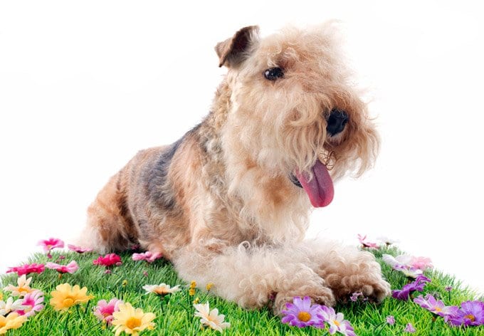 foto Perro Lakeland Terrier