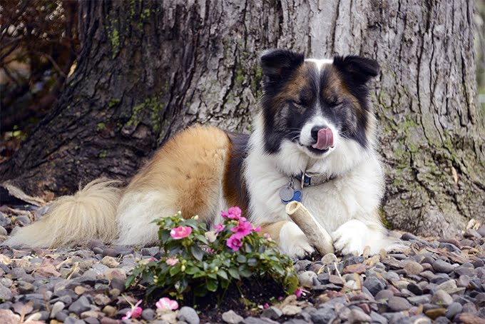 foto Perro pastor islandés