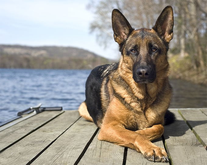 foto Perro Pastor Alemán