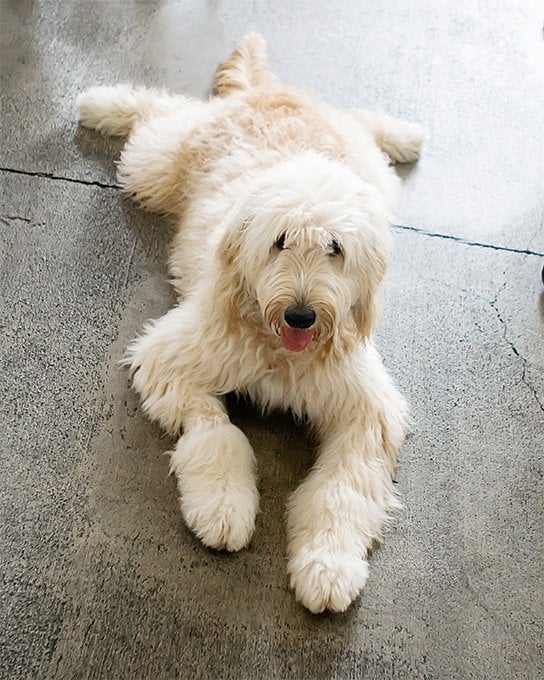 foto Labradoodle Perro mixto