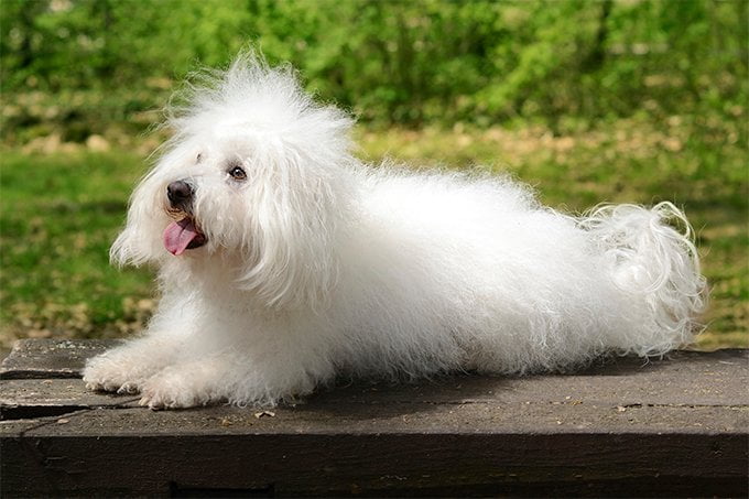 foto Perro Boloñés