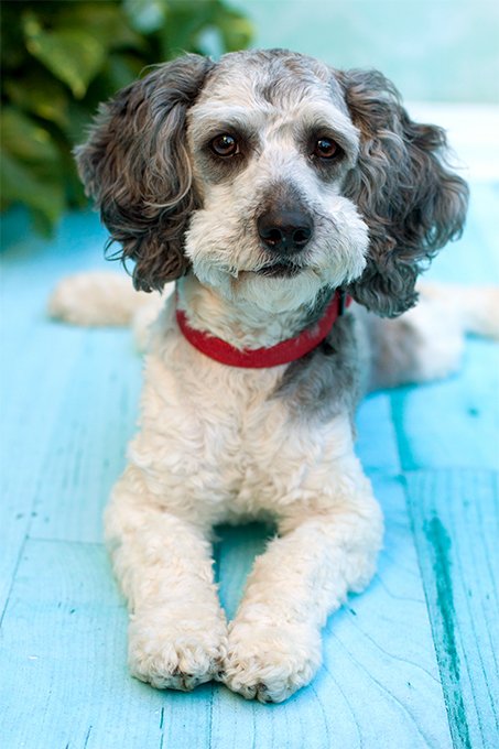 foto Perro híbrido de Schnoodle