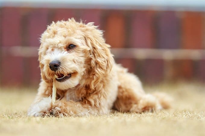 foto Perro Híbrido Maltipoo