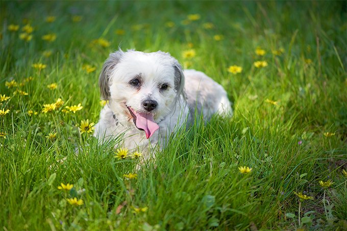 foto Perro Maltés Shih Tzu