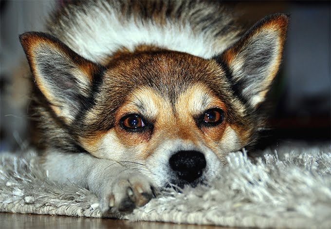 foto Perro de raza Lundehund noruego