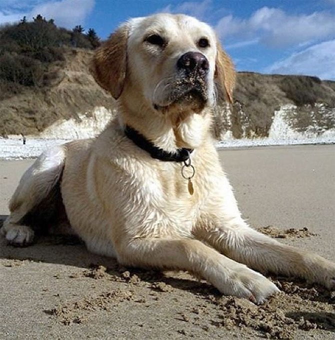 foto Perro mestizo de Goldador