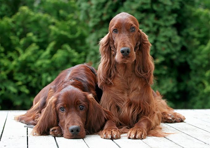 foto Perro Setter Irlandés Rojo y Blanco