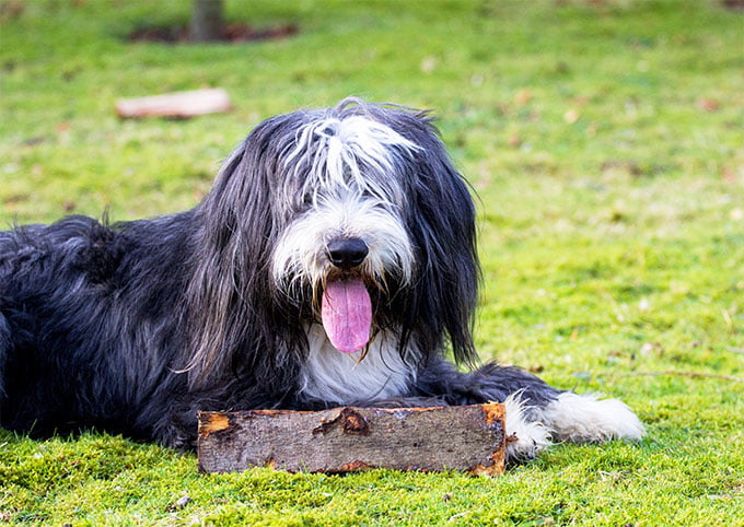 foto Perro de Briard