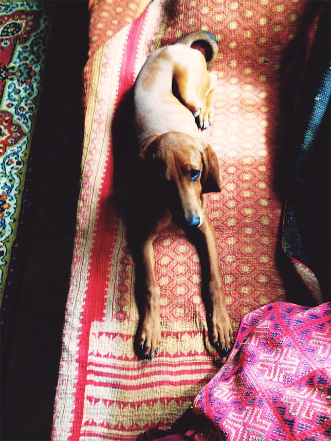 foto Perro Redbone Coonhound